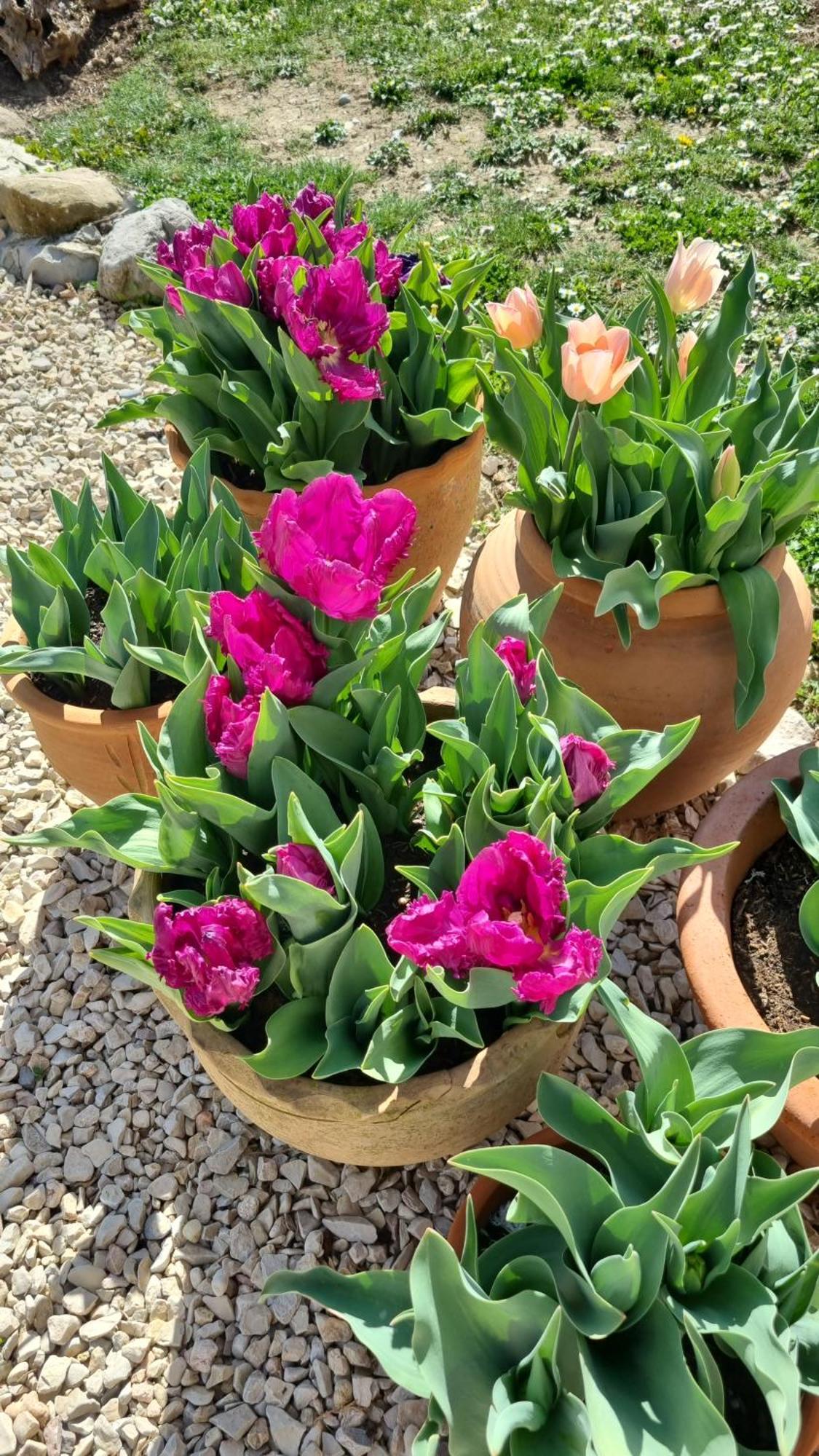 Bed and Breakfast Mas Tulipe De Soie Bevons Zewnętrze zdjęcie
